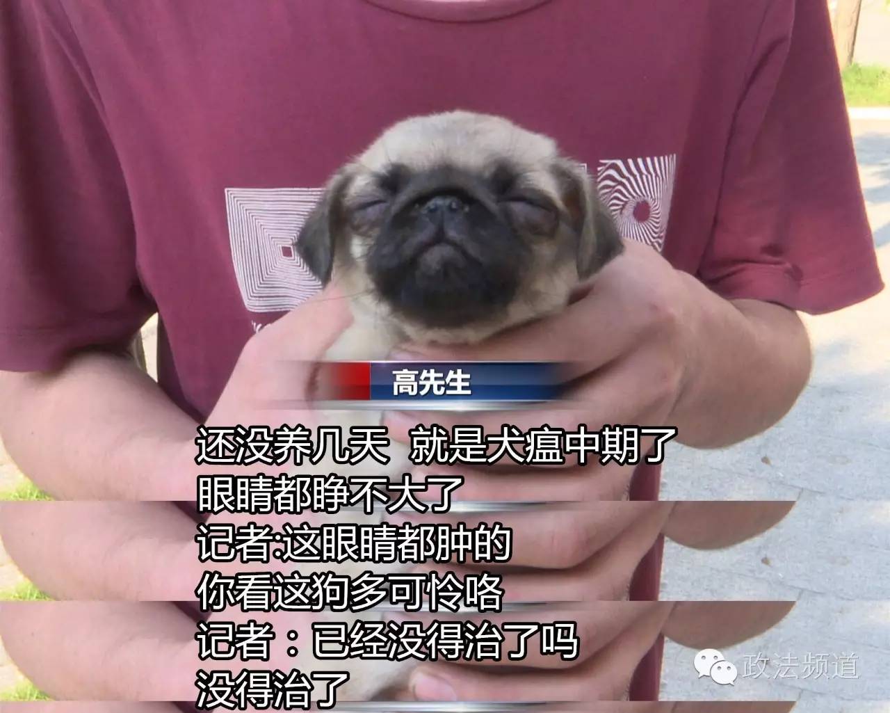 把狗买回家结果有病,购买宠物狗几天就死亡