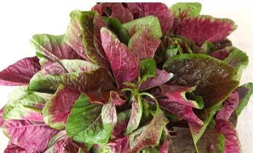 越吃越瘦的10种蔬菜减肥又减脂,减肥最适合吃的4种蔬菜