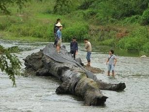 东方神木乌木金丝楠,东方神木乌木馆