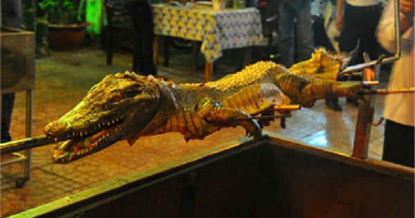 盘点鳄鱼的六大天敌都有哪个,盘点鳄鱼的十大天敌