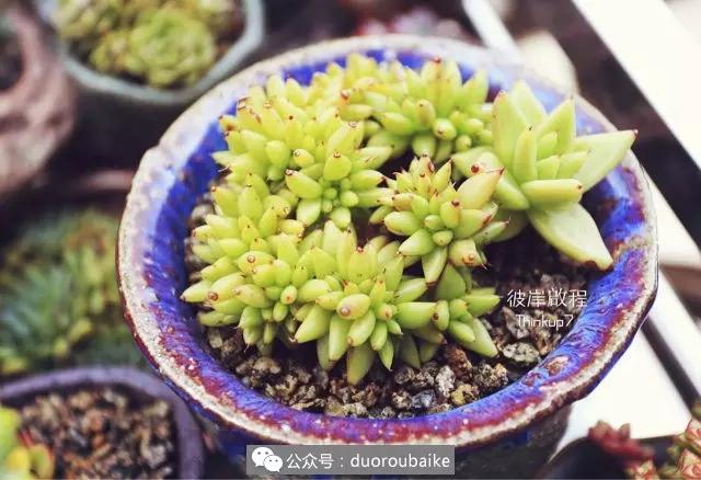 肉肉养在露台夏季要遮阳吗,露养夏天也不遮阳吗