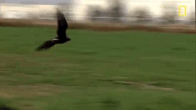 5个不为人知的动物界冷知识,十个你不知道的动物界冷知识