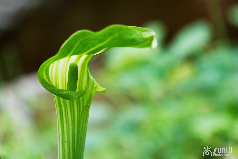 以毒攻毒中医可靠吗,以毒攻毒的药材