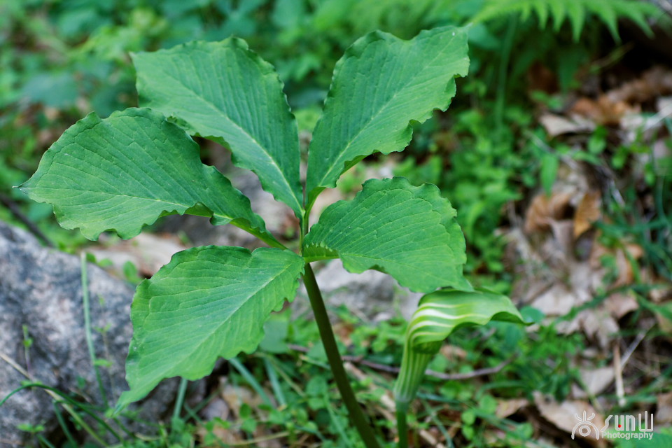 以毒攻毒中医可靠吗,以毒攻毒的药材
