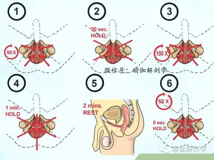 pc肌和骨盆底肌,pc肌训练增强pc肌