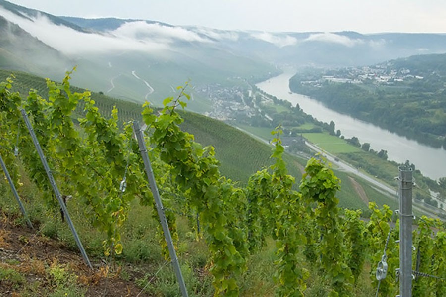 德国法尔兹无醇葡萄酒,德国普鲁士干红葡萄酒