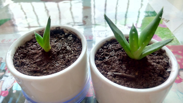 库拉索芦荟养殖方法,芦荟的养殖方法和注意事项