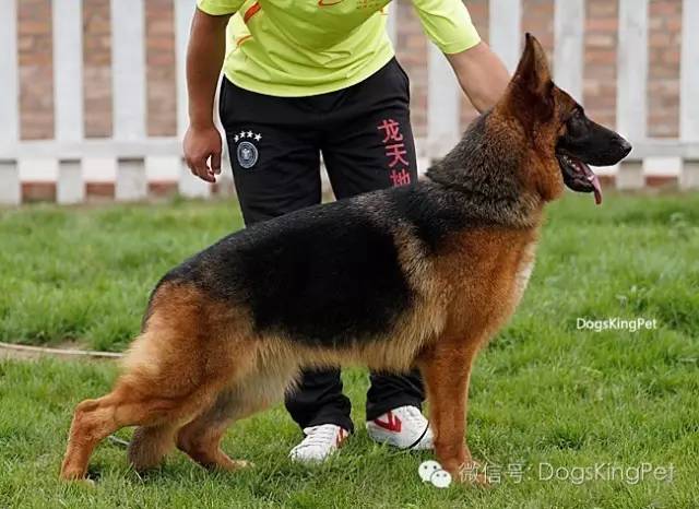 闄曡タ鍜搁槼绉︽簮鐘垗,绉︽簮鐘垗