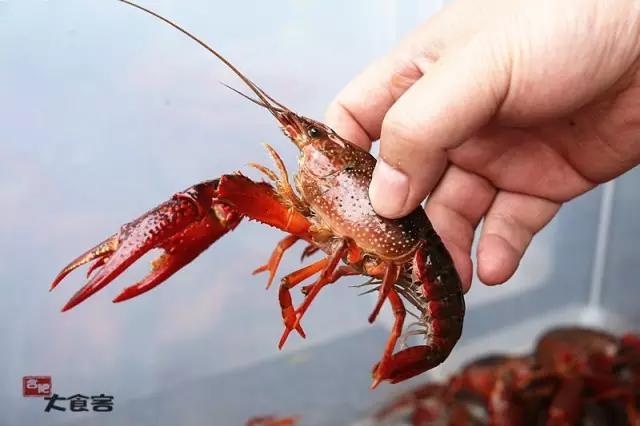 金湖龙虾正宗,金湖精品龙虾