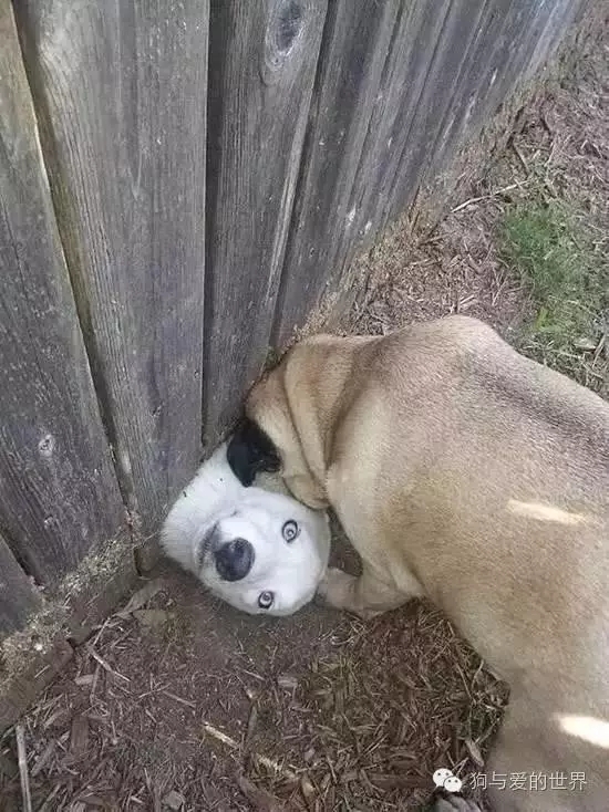 狗狗蠢萌和酷炫,狗狗蠢萌瞬间