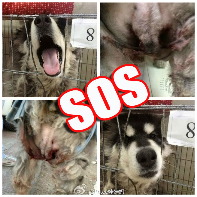 纯种狗的悲哀完整视频,纯种狗的悲哀纪录片资源