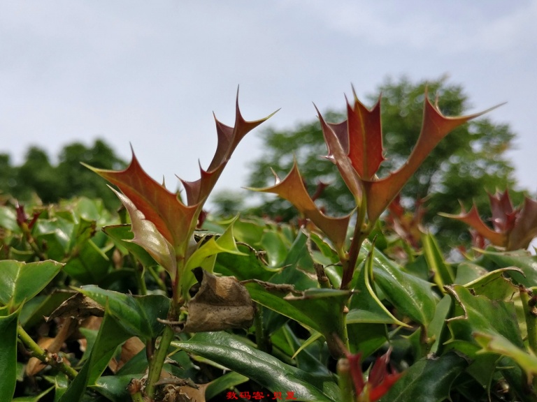 一加3实用功能,一加3手机用后体验