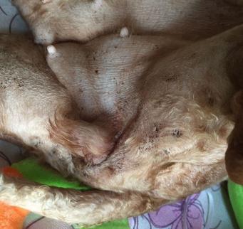 狗狗皮肤有小黑点是什么病,狗狗身上突然长好多黑斑怎么回事