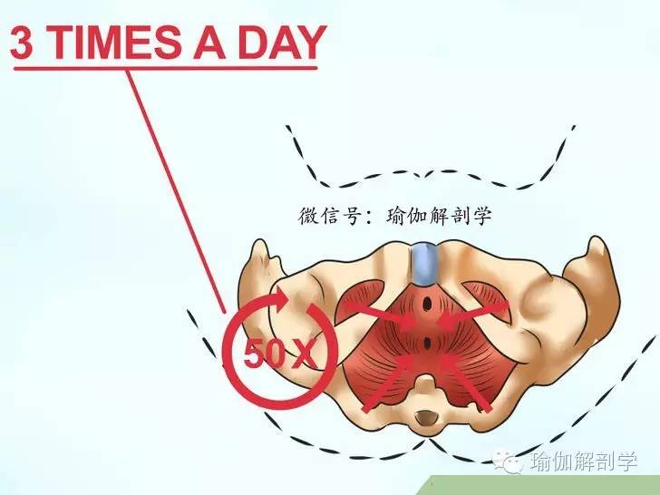 pc肌和骨盆底肌,pc肌训练增强pc肌