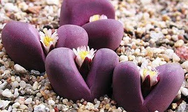 云南多肉植物生石花,南非多肉盆栽生石花