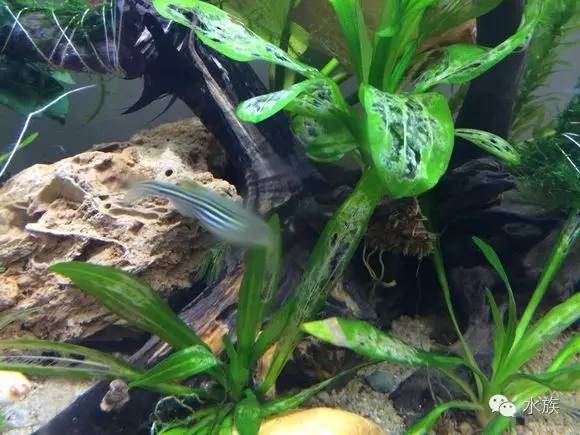 水族简单介绍,水草溶叶是什么症状