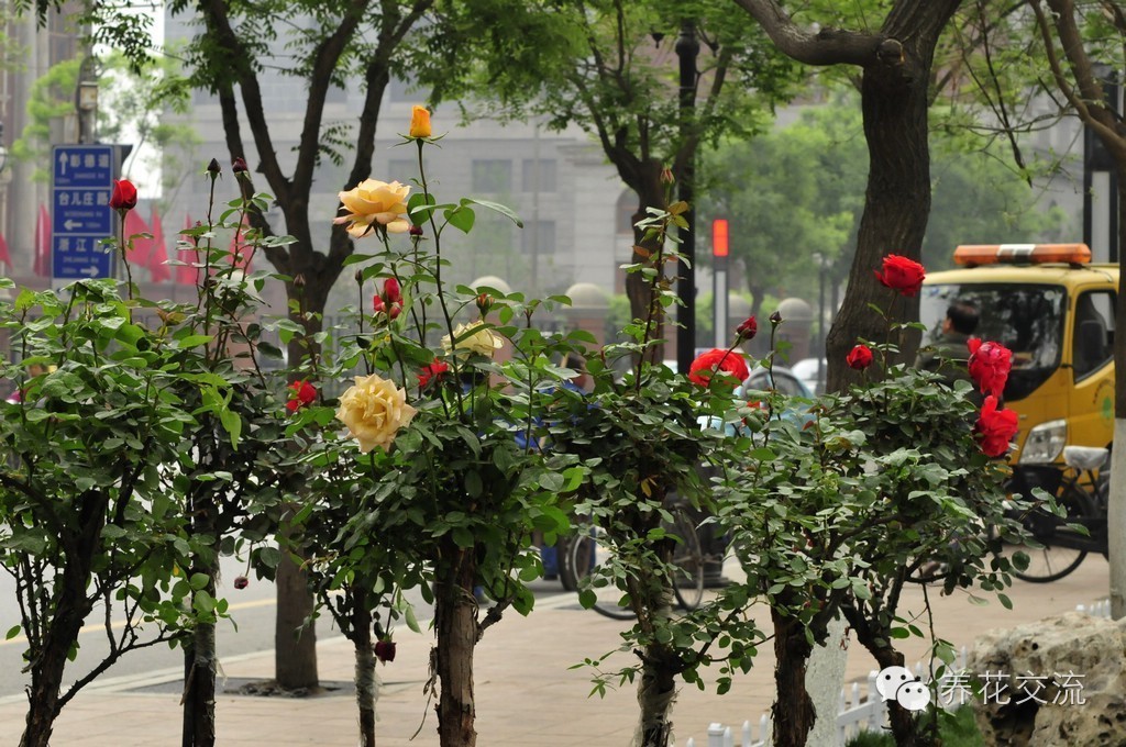 学会这两种嫁接方法，我变成了一个“高技”的花友！