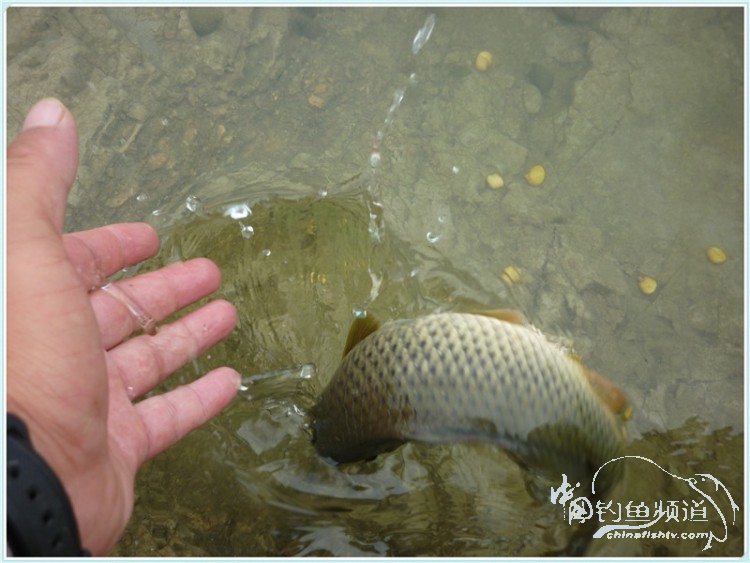 游钓中国丹江口市之行,游钓丹江300天