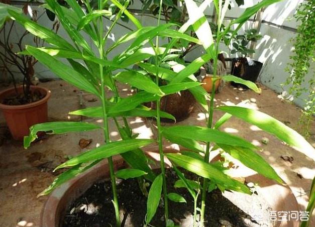 如何种生姜盆栽视频,生姜能不能做盆栽