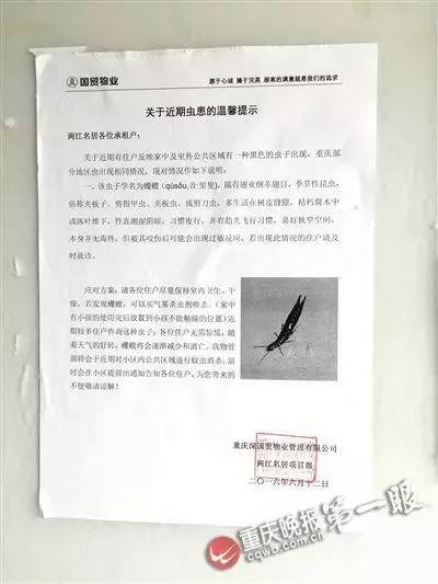 早间看点|神秘黑虫袭击重庆，感觉好害怕