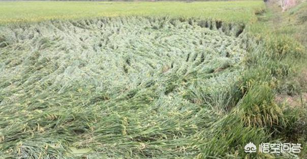 水稻后期氮肥过多怎么办,水稻后期缺肥会怎样