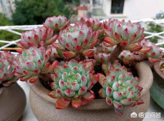 刚移栽的多肉长气根,多肉养了半年只长个子不长根