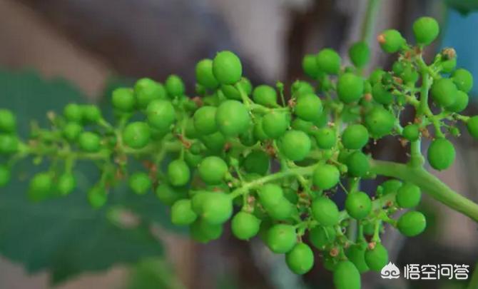 葡萄全年管理周期表,葡萄全年管理用药