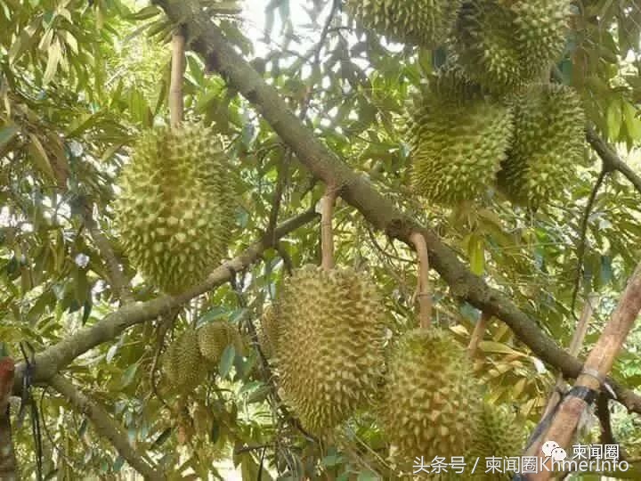 柬埔寨的特色水果有哪些,柬埔寨十大热带水果