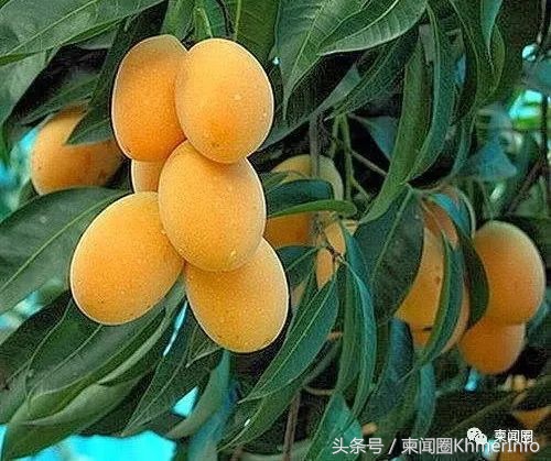 柬埔寨的特色水果有哪些,柬埔寨十大热带水果