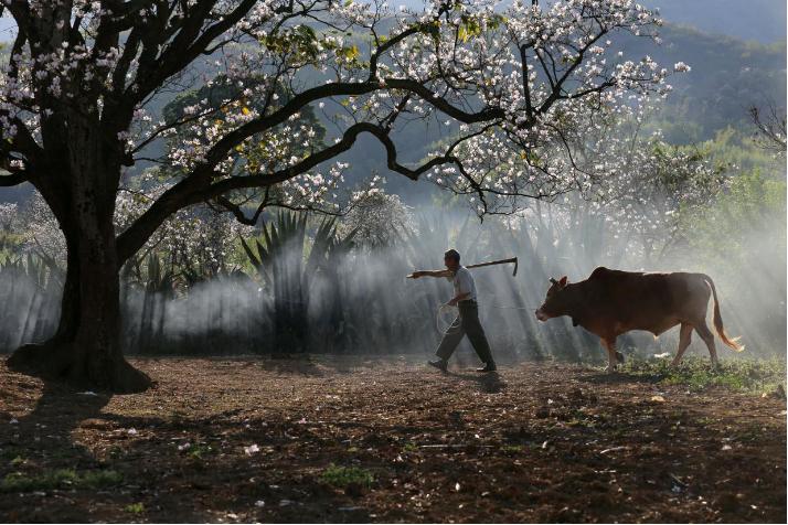 「纪检人·镜头」轻雷初惊蛰耕种满田畴