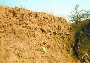 世界最古老茶叶的出土处汉阳陵,考古发现世界最早茶叶