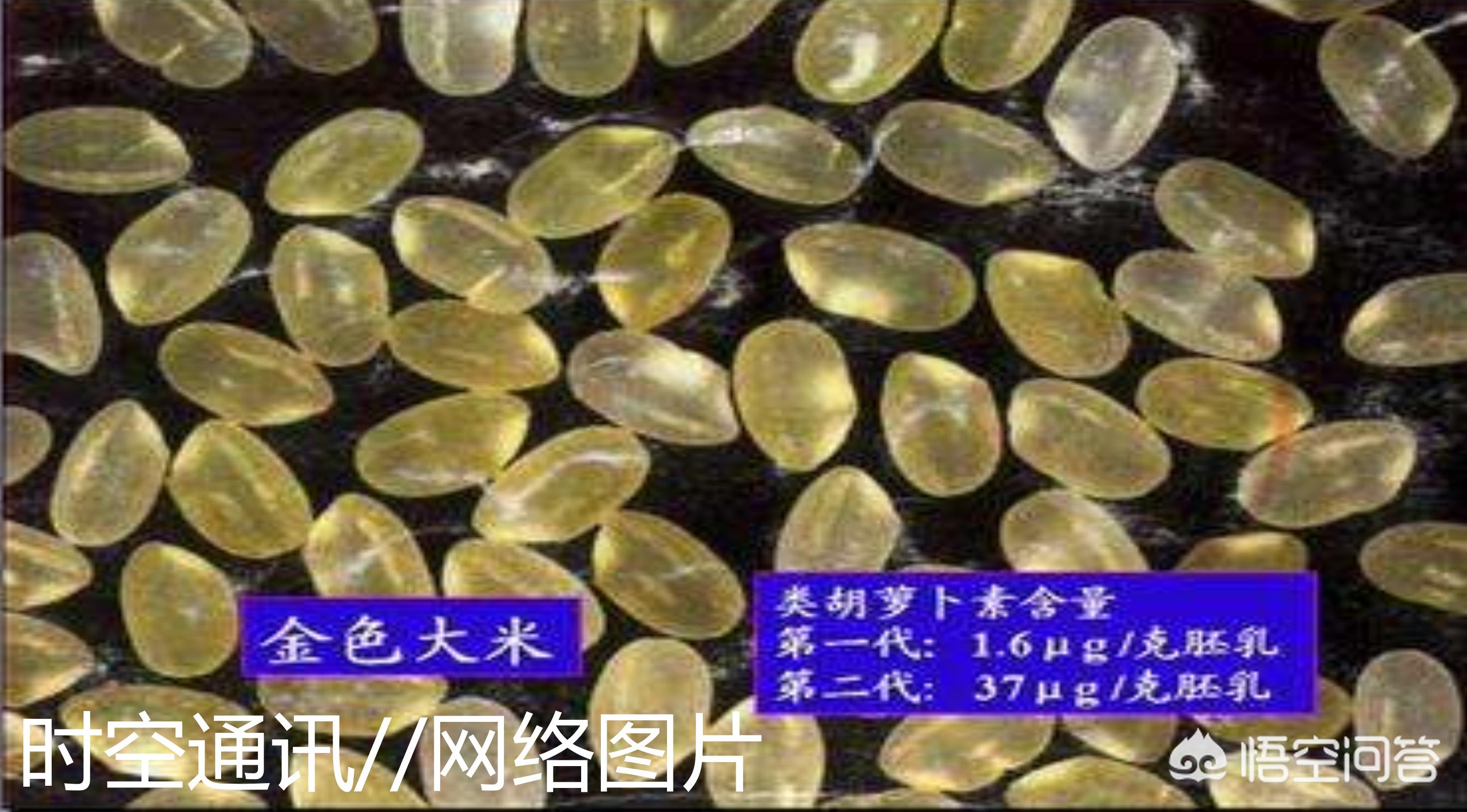 聊一下什么是转基因,揭露转基因的真面目