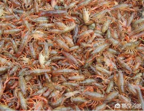 新的一年新的开始小龙虾养殖方法,如何养好小龙虾的养殖技术