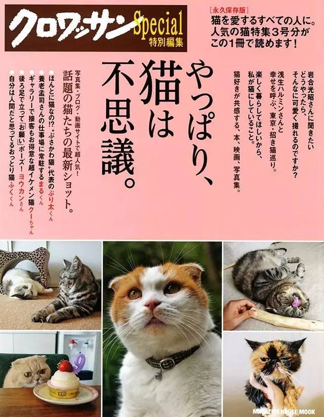 croissant猫咪原视频,croissant猫系列