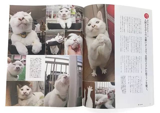 croissant猫咪原视频,croissant猫系列