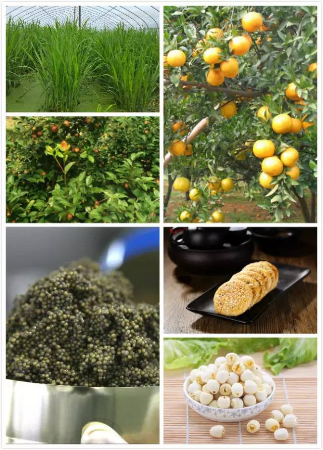 衢州特色名品“十佳”来了！农产品、景点、名菜你爱哪一款？