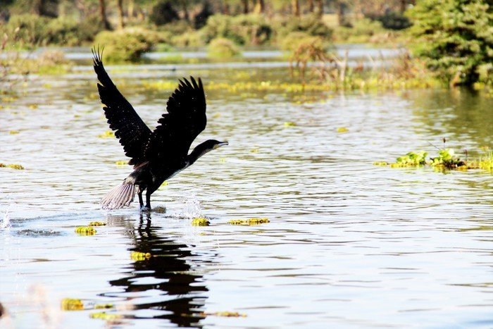 12天肯尼亚动物大迁徙自驾之旅,肯尼亚动物旅行