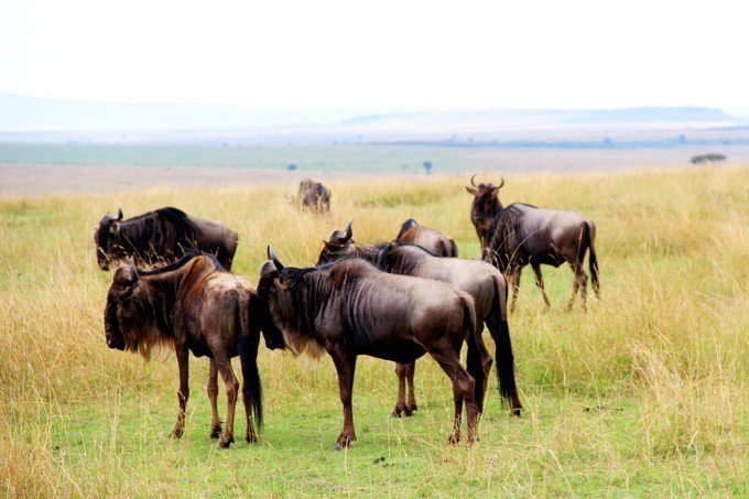 肯尼亚5天难忘的野生动物园,肯尼亚野生动物之旅