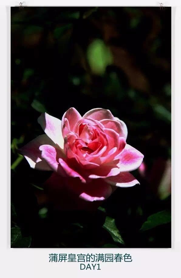 清迈住宿攻略清迈自由行,在清迈