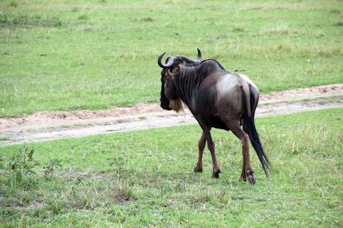 12天肯尼亚动物大迁徙自驾之旅,肯尼亚动物旅行