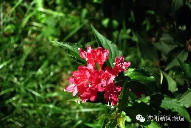 沈阳最新赏花地点,沈阳周边自驾赏花