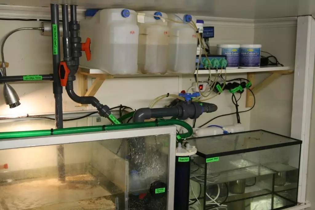 北欧古法缸,记录原生缸养鱼过程