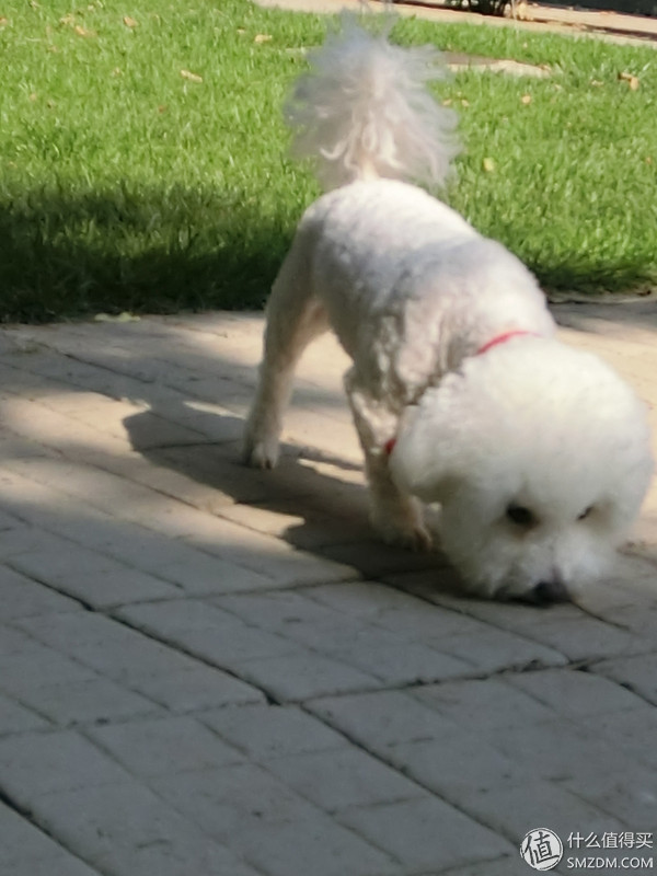 卡西欧tr600自拍镜,卡西欧tr600拍照效果图