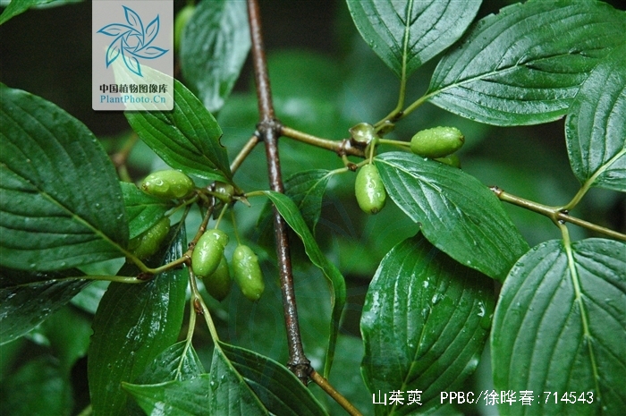 腰膝酸痛耳鸣吃什么中成药,西医怎么治疗腰膝酸软头晕耳鸣