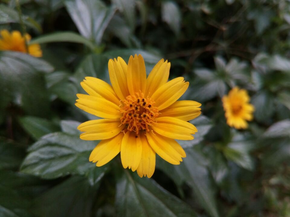 中兴blade2,中兴bladea2plus有什么配置