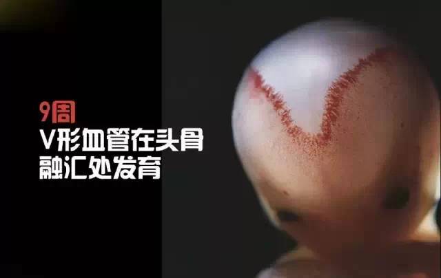 造人计划之前需要做的事,造人计划必须做的事