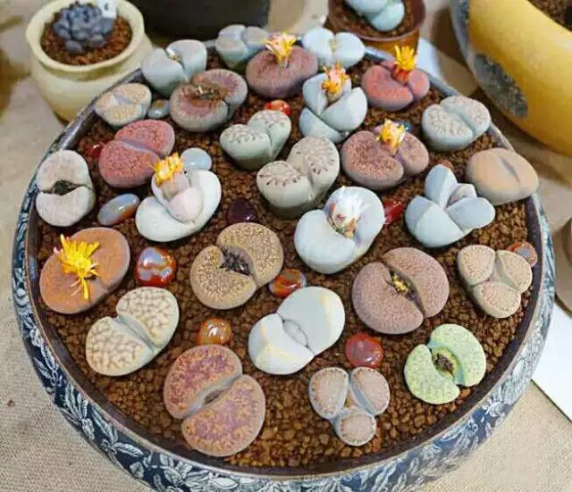 生石花晒伤了怎么处理,生石花晒伤为什么不能浇水