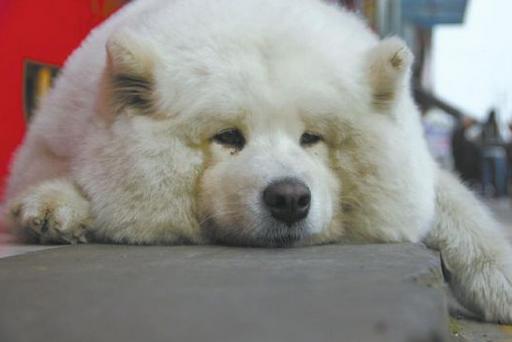 萨摩耶吃了太胖怎么减肥,萨摩耶几个月可以开始吃肉