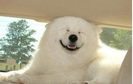 萨摩耶吃了太胖怎么减肥,萨摩耶几个月可以开始吃肉