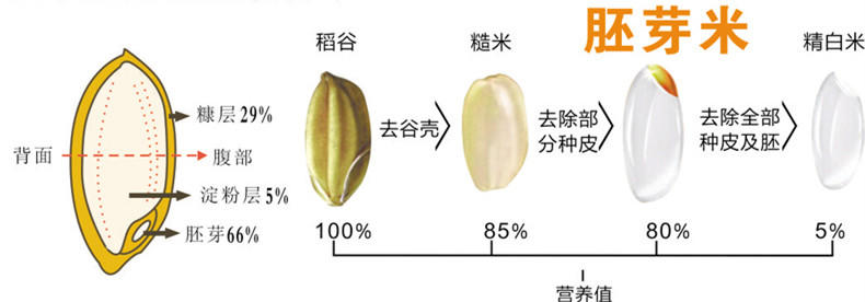 脚气病患者福利来啦！日本人为什么吃胚芽米？原因在这！